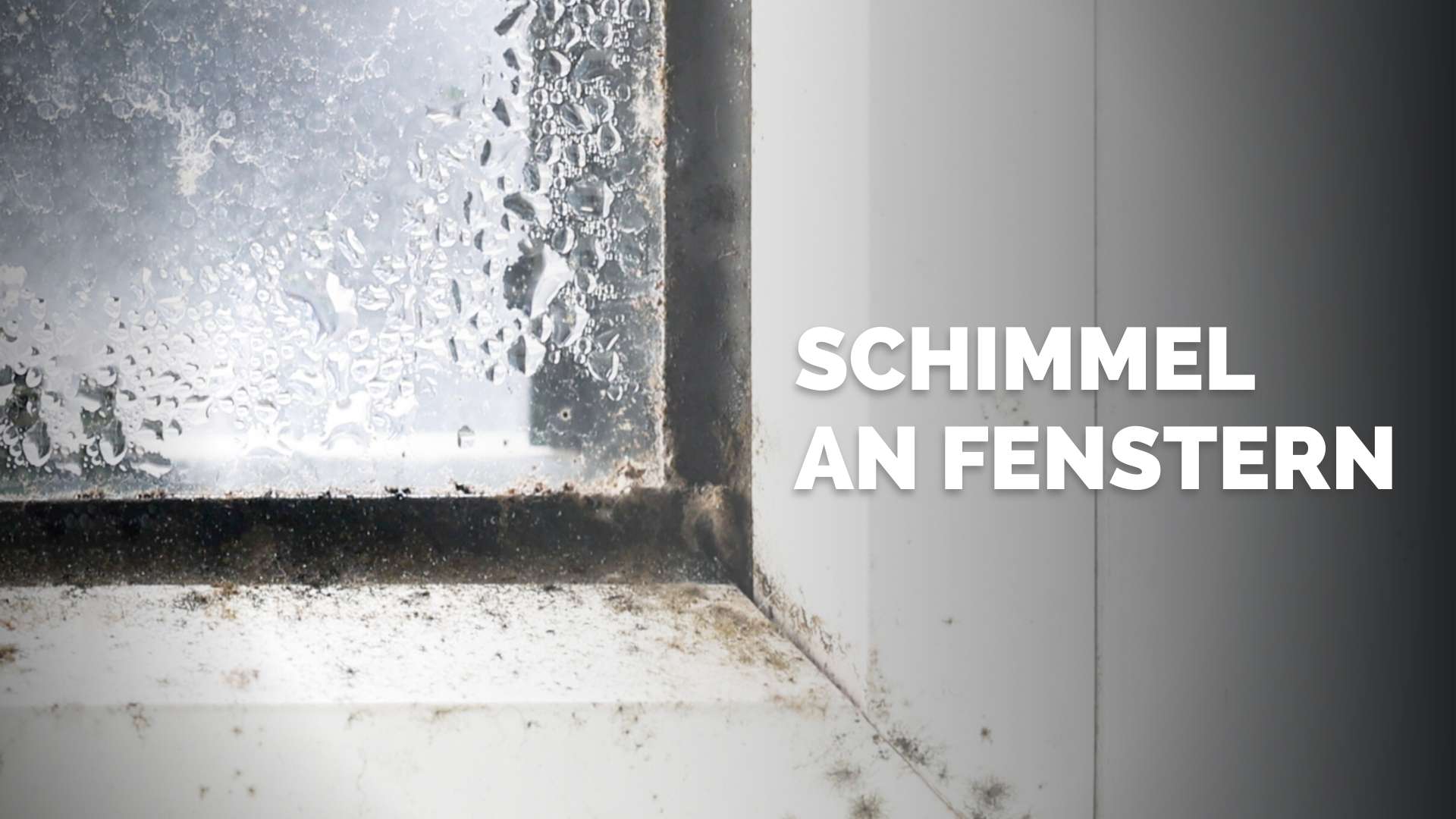 Schimmel am Fenster und Dichtungen Ursachen und effektive Beseitigung